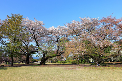 Tokyo, Japan- April 2nd, 2023: Shinjuku Gyoen National Garden with spring cherry blossom (sakura ) in Shinjuku City, Tokyo, japan