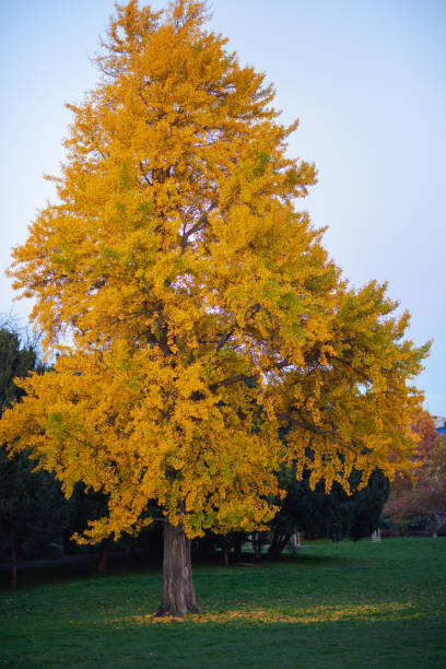 istock landscape in autumn in Prague, Czech Republic 1695460937