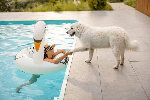 Woman swims on inflatable flamingo and plays with her cute white dog, resting and spending summer time with pet at swimming pool