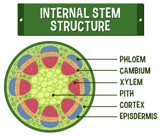 Internal structure of stem diagram Internal structure of stem diagram illustration xylem stock illustrations