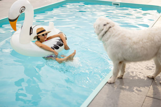 Woman swims on inflatable flamingo and plays with her cute white dog, resting and spending summer time with pet at swimming pool