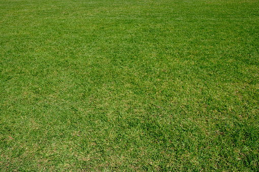 Close-up on a field of green grass on a sunny day.