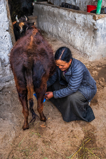 Tibetan woman milking yak, Lo Manthang, Upper Mustang. The domestic yak is a long-haired domesticated cattle found throughout the Himalayan region. There are around 20 000 yaks in Northern Nepal.