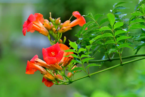 istock Trumpet vine / Campsis radicans / Trumpet creeper 1695470446