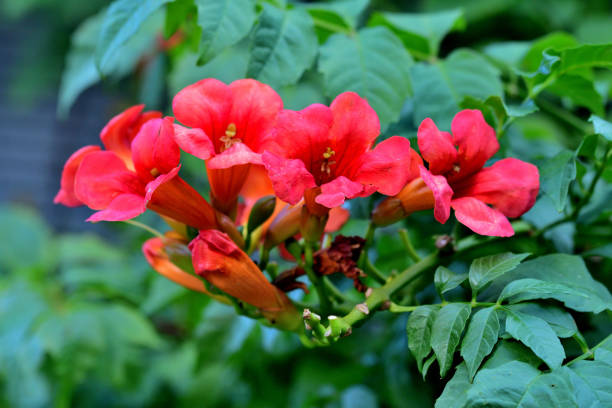 istock Trumpet vine / Campsis radicans / Trumpet creeper 1695471044
