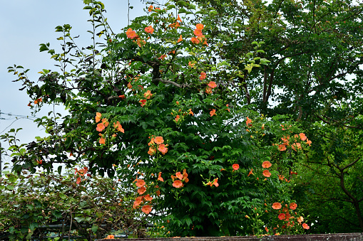 Side View of The Orange Trumpet Flowers Blooming in The Field