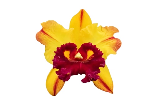 Close-up of single cattleya orchid flower isolated on white background