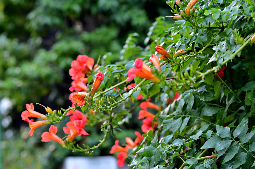 Campsis radicans, commonly called trumpet vine or trumpet creeper, is a dense, vigorous, multi-stemmed, deciduous, woody, clinging vine that attaches itself to structures and climbs by aerial rootlets. Clusters of red trumpet-shaped flowers appear throughout the summer (June to September). Flowers are followed by long, bean-like seed pods which split open when ripe, releasing numerous 2-winged seeds for dispersal by the wind.