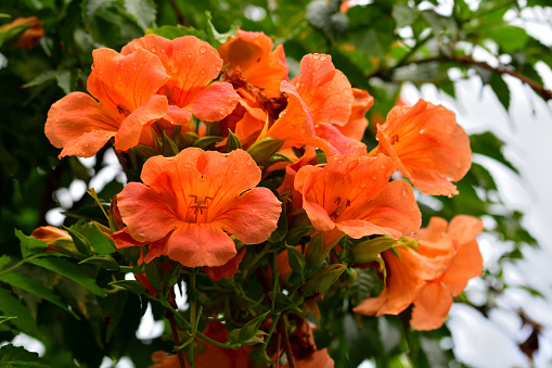 close up orange color Lewisia cotyledon flowers with green leaves