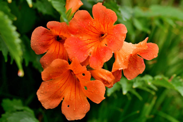 Campsis radicans, commonly called trumpet vine or trumpet creeper, is a dense, vigorous, multi-stemmed, deciduous, woody, clinging vine that attaches itself to structures and climbs by aerial rootlets. Clusters of red trumpet-shaped flowers appear throughout the summer (June to September). Flowers are followed by long, bean-like seed pods which split open when ripe, releasing numerous 2-winged seeds for dispersal by the wind.