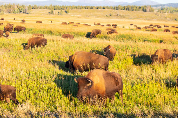 미국 그랜드 티턴 국립공원의 들소 - prairie sky grass large 뉴스 사진 이미지