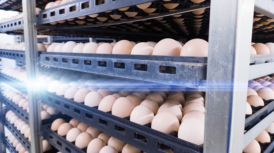 Chicken eggs in the trolley, are eggs that are ready to be hatched into the hatchery. temporary egg stock containers.selective focus on eggs.