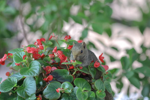 a Squirrelsl Eat the Flower at nature