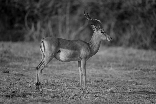 Mono common impala with catchlight stands staring