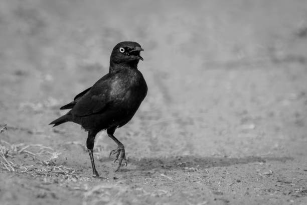 istock Mono greater blue-eared starling hops over sand 1695505085