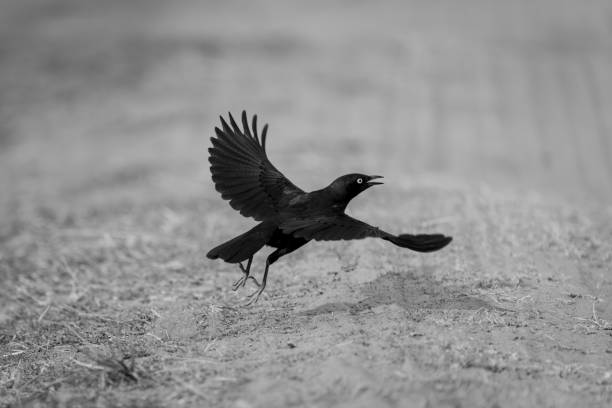 istock Mono greater blue-eared starling flies over sand 1695505089
