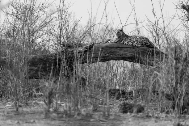 istock Mono leopard lies on log among bushes 1695505755