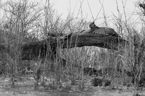 Mono leopard lies on log among bushes