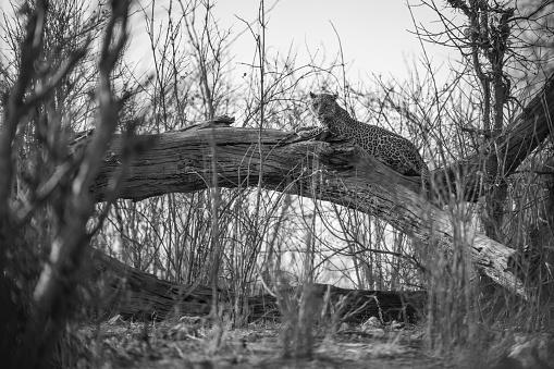 Mono leopard lies on log in bushes