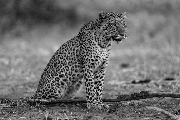 istock Mono leopard sits licking lips beside branch 1695506956