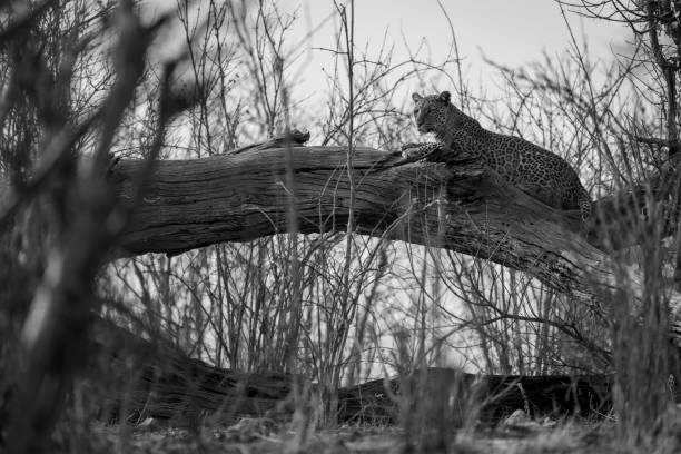 istock Mono leopard lying on log in bushes 1695506958