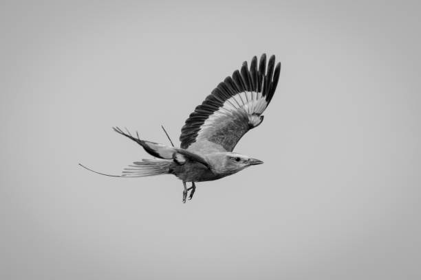 istock Mono lilac-breasted roller flies in blue sky 1695508044