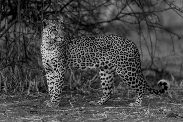istock Mono leopard stands turning head at dusk 1695508046