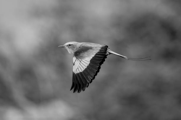 istock Mono lilac-breasted roller flies with wings lowered 1695508067