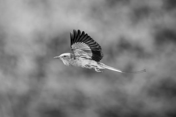 istock Mono lilac-breasted roller flies with wings raised 1695508072