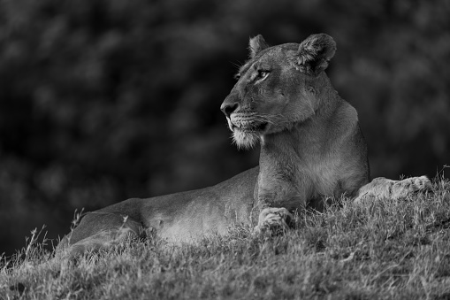 Mono lioness lies on bank with catchlight