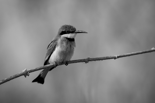 Mono little bee-eater on branch with catchlight
