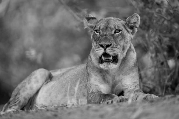 istock Mono lioness lies under bush opening mouth 1695508090