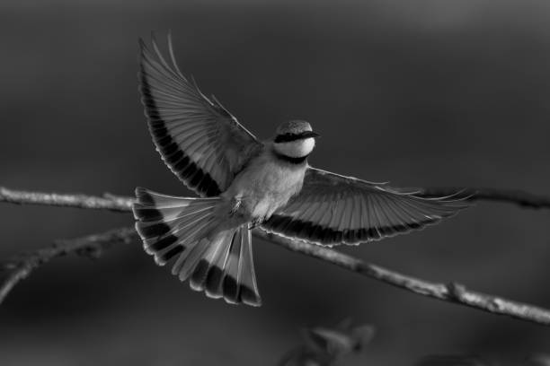 istock Mono little bee-eater spreads wings taking off 1695508094
