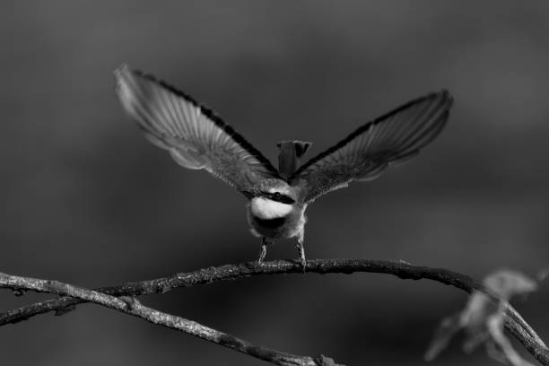 istock Mono little bee-eater takes off from branch 1695508096