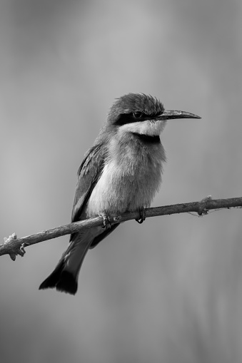Mono little bee-eater with catchlight on branch