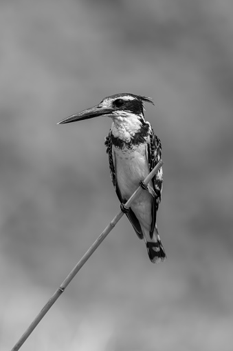 Mono pied kingfisher on branch with catchlight