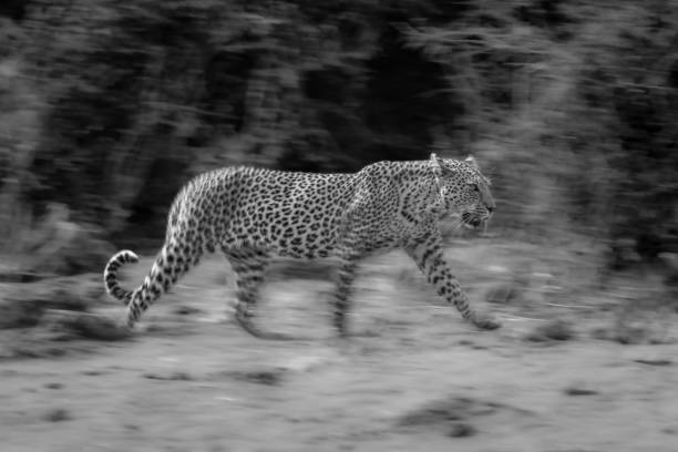 istock Mono slow pan of leopard passing bushes 1695510393