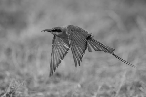 istock Mono southern carmine bee-eater flies over grass 1695511061