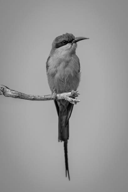 istock Mono southern carmine bee-eater turns on branch 1695511142