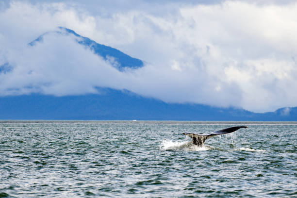 istock Humpback Whale in the Gulf of Alaska 1695518710