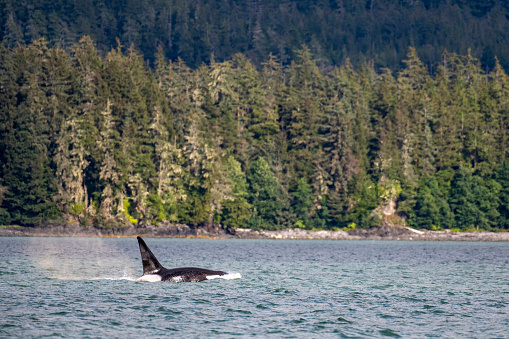 KILLER WHALE orcinus orca, PAIR LEAPING, CANADA