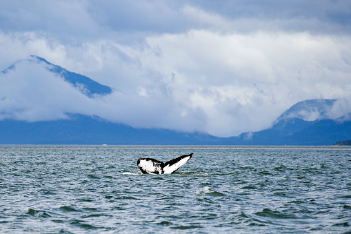 Humpback whale swimming in the Gulf of Alaska.