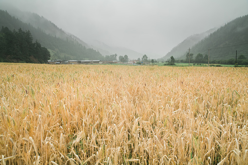 Highland barley fields in Gannan, China