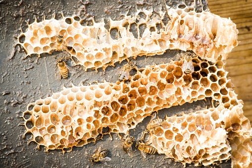 A honey bee is any member of the genus Apis, primarily distinguished by the production and storage of honey and the construction of perennial, colonial nests from wax.