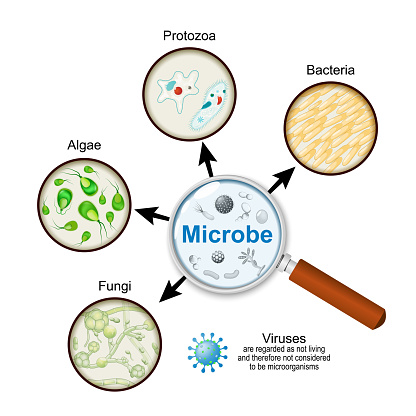 pathogens through a magnifying glass. Microorganisms. Microbe is an organism of microscopic size, single-celled form or as a colony of cells. Types of infectious agents. Close-up of Protozoa, Algae, viruses, bacteria, and fungi. vector illustration
