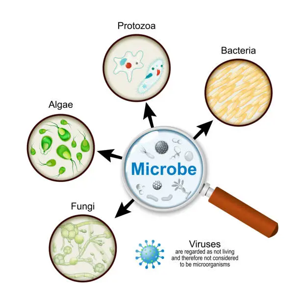 Vector illustration of pathogens through a magnifying glass. Microorganisms. Microbe