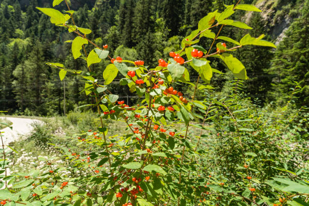 Wild plant growing little red fruits(Pyracantha fortuneana (Maxim.) H. L. Li)