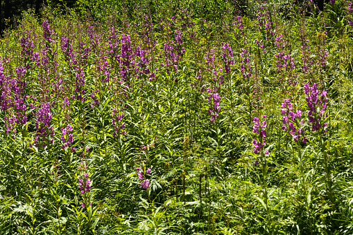 Beautiful wildflower(Lythrum salicaria L.) in Gannan, China