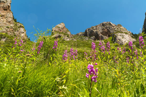 Beautiful wildflower(Lythrum salicaria L.) in Gannan, China