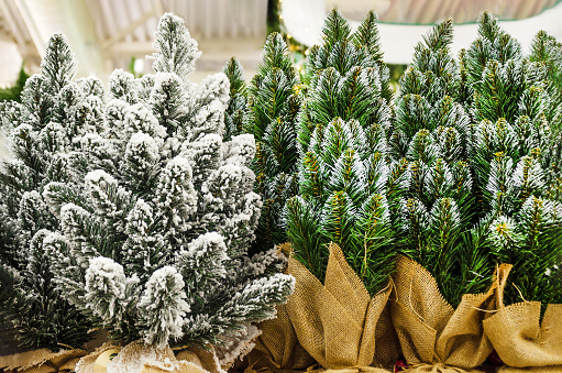Miniature artificial Christmas trees with imitation snow on the branches are on the counter of the store. snow-covered small christmas tree in pot.